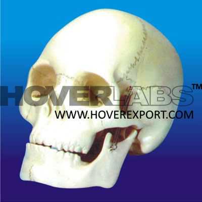 Human Skull Model- 3 Parts